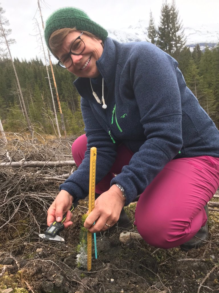 Etablering av feltforsøk i Voss 2020. Inger Sundheim Fløistad registrerer plantens starthøyde. Foto: Kjersti Holt Hanssen