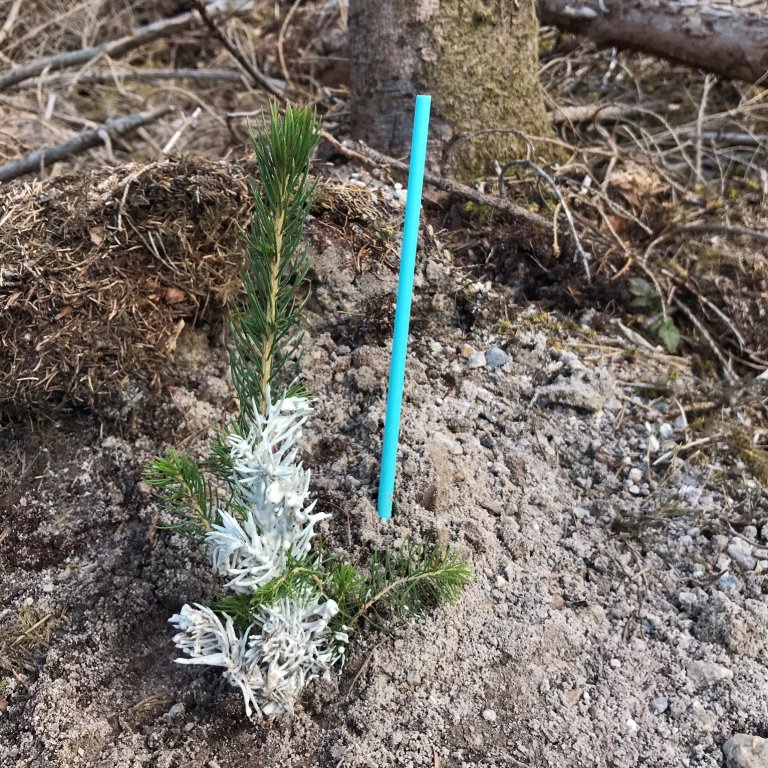 Plante med voksbehandling i en markberedningsflekk. Mineraljorda rundt planten beskytter mot snutebillene. Foto: Kjersti Holt Hanssen