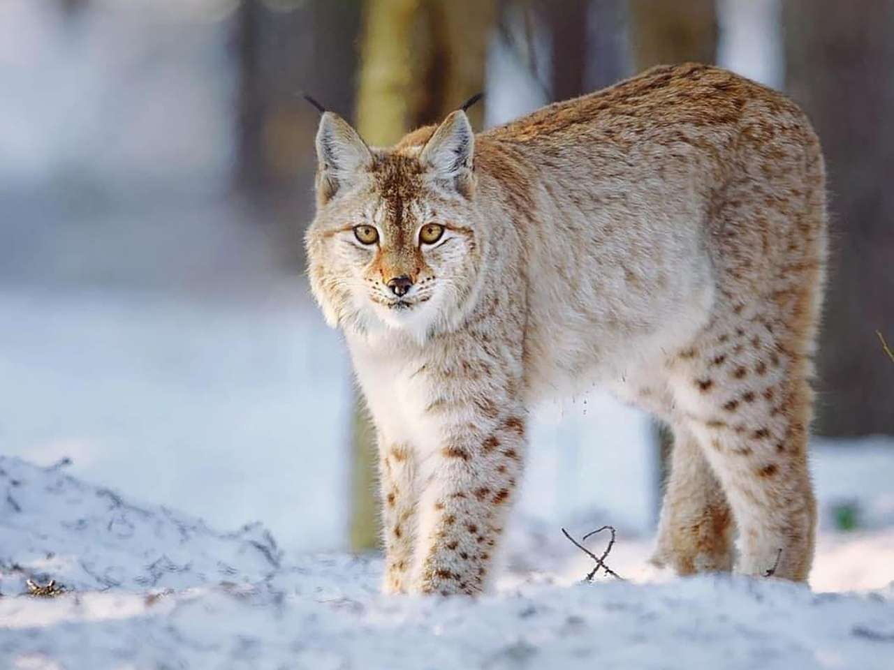 lynx-6179609_1920