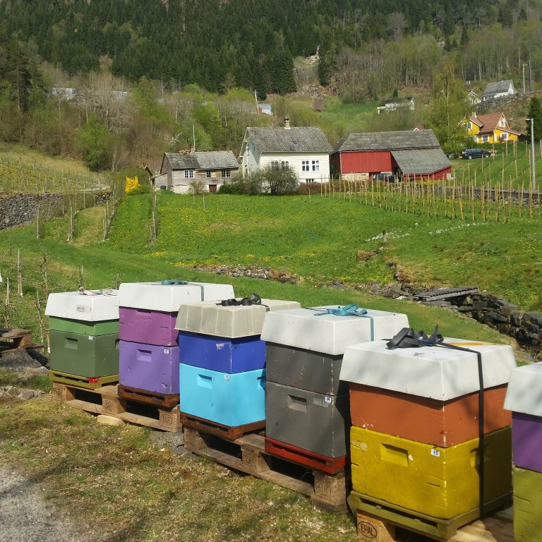 Bjarte Tennfjords bier på jobb i Ytre Ålvik Hardanger_område1_Foto Bjarte Tennfjord.jpg