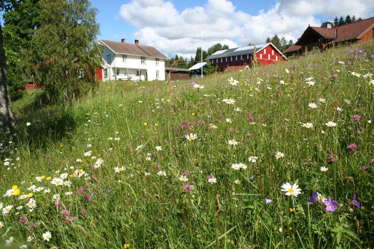 Blomstereng_Foto Ellen Svalheim