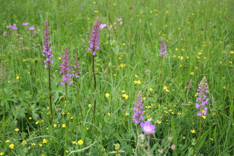 1) Blomstereng Ellen J Svalheim