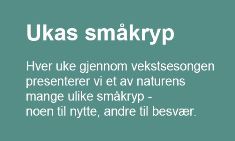 Ukas småkryp logo.jpg