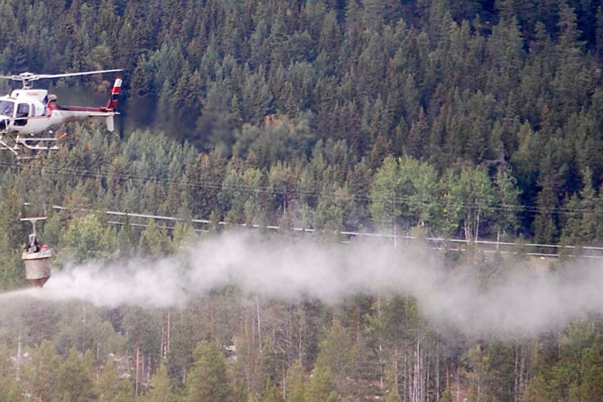 Foto Atle Veddegjerde - Viken Skog-1_cropped.jpg