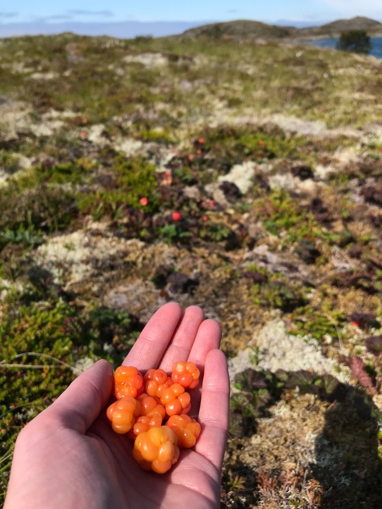 Mange nordmenn har sterke tradisjoner med moltedessert etter julemiddagen. De gylne bærene er en eksklusiv råvare. Foto: Liv Jorunn Hind