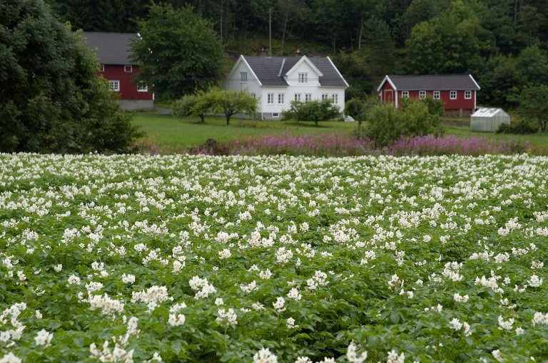  I enkelte år blir potetåkrene sprøytet opptil ti ganger i løpet av en sesong. Foto: Erling Fløistad