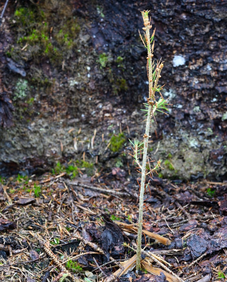 Skade forårsaket av Strophosoma capitatum på nyplantet gran. Foto: Erling Fløistad.