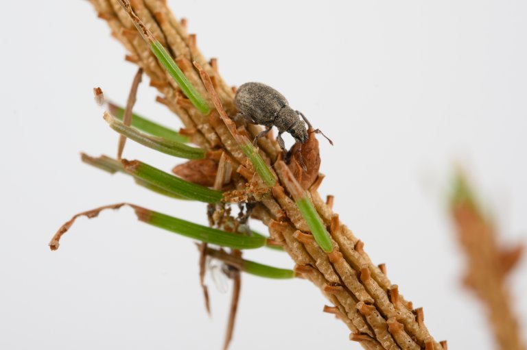 Bredsnutebillen Strophosoma capitatum kan gjøre betydelig skade på nyplantet gran. Foto: Erling Fløistad.