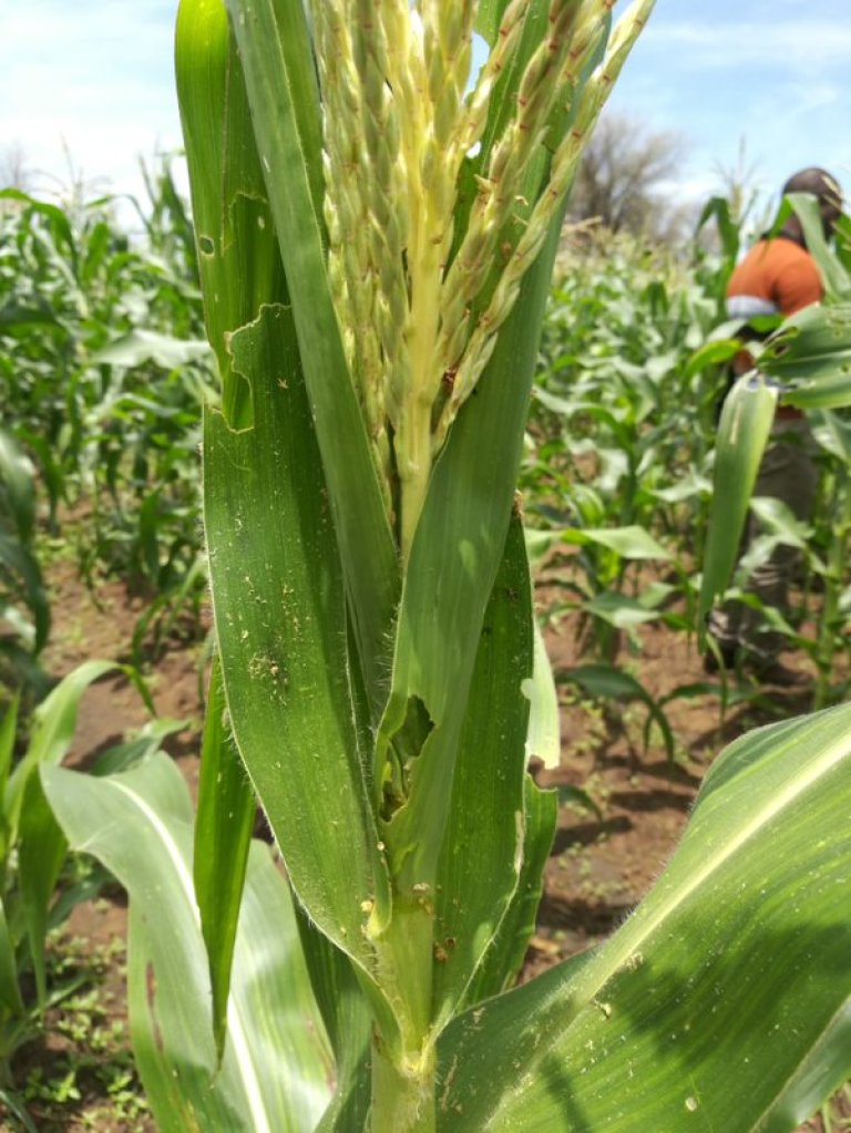 NIBIO er med på å utvikle modellar for hovudskadedyra som finst i Malawi, som til dømes Fall Armyworm (FAW) og tomatmøllen Tuta Absoluta. Desse modellane skal deretter integrerast i VIPS for å hjelpe bøndene i Malawi med å handtere skadedyra.