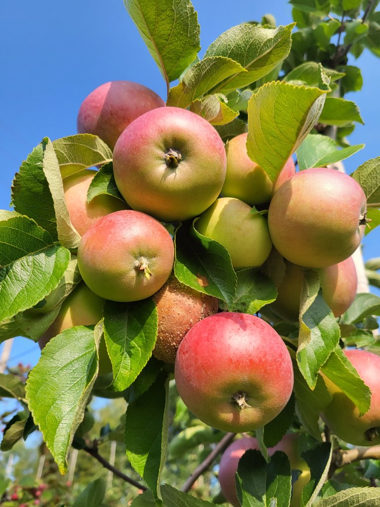 Forskerne ved NIBIO fulgte eplene fra feltet, registrerte hvilke sykdommer de hadde ved høsting og etter lagring, og undersøkte om det var sammenheng mellom råte i frukten og soppene de fant i vannet. Foto: Dalphy Harteveld