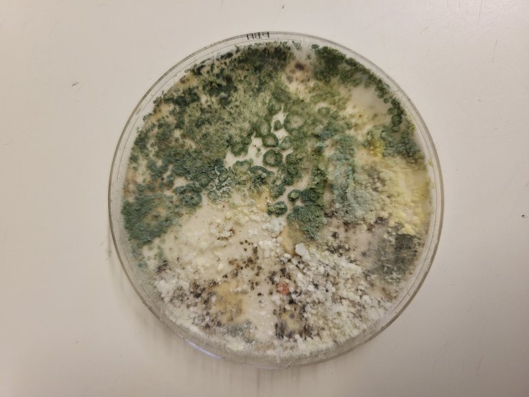 Soppvekst fra vannprøve. Noen av vannprøvene ble dyrket i laboratoriet, mens DNA fra andre prøver ble analysert med PCR og sekvenseringsteknologi. Foto: Dalphy Harteveld