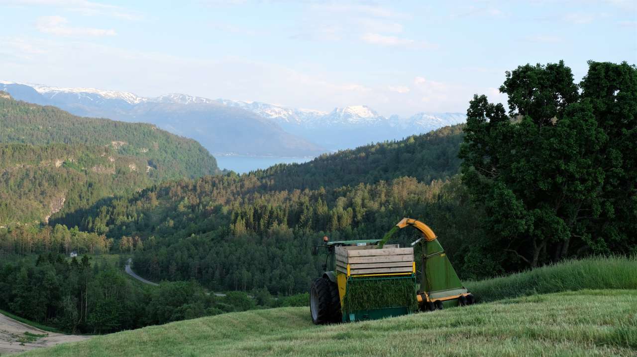 Kveldsslått i bratt terreng, Strandebarm i Hardanger, tidlegare Hordaland. Foto_Kjersti Kildahl