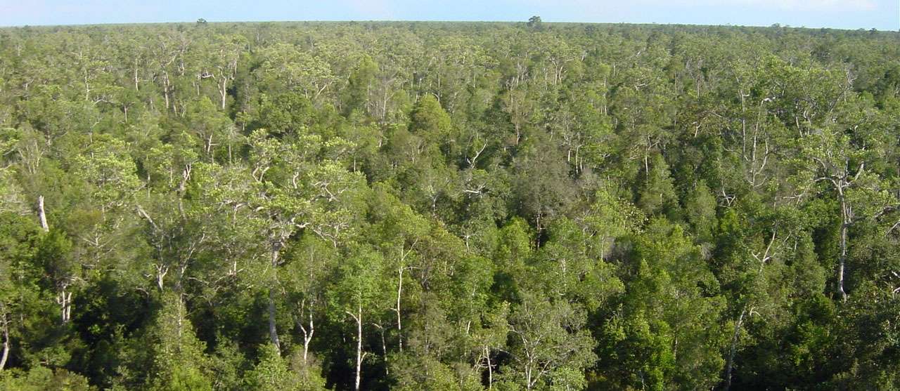 Peat swamp forest from above_Central Kalimantan_Jauhiainen_cropped.jpg