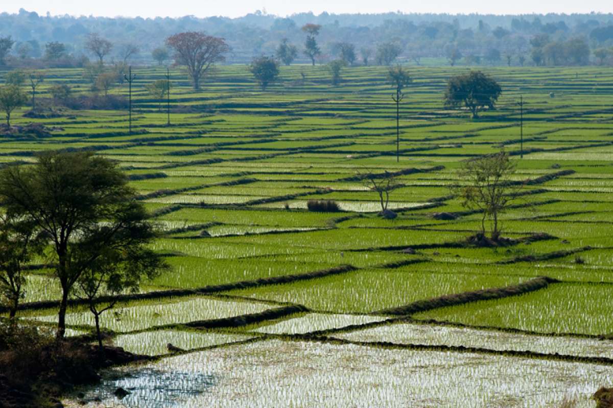 Ricefield2_RVP_cropped.jpg