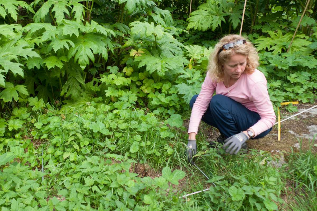 4-Studier av bekjempelse - Foto Inger Sundheim Fløistad - NIBIO_cropped