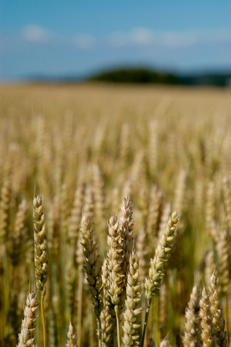 Hveteåker: Intensiv produksjon fører ofte til ensidig vekstskifte, der man bare bytter mellom ulike kornsorter – bygg, hvete, havre, eller dyrker samme kulturplante i mange år på rad. Foto: Erling Fløistad