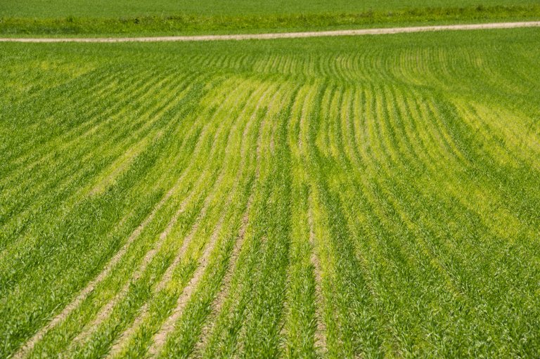 Ved angrep av korncystenematoder hemmes rotutviklingen på kornet, næringsopptaket blir dårlig og plantene lider av næringsmangel og tørke. Ugraset får også betre plass til å utvikle seg mellom angrepne kornplanter. Foto: Erling Fløistad