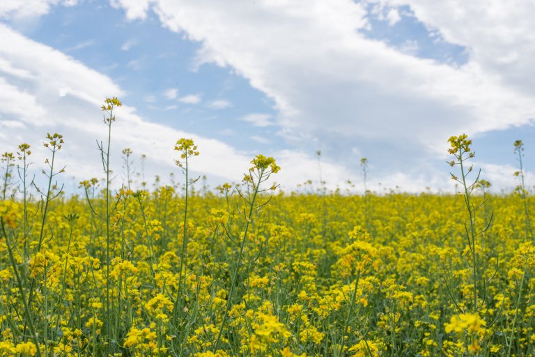 Det norske klimaet begrensinger for utvalget av alternative vekster som høstoljevekster, mais, solsikker og soyabønner, som beriker vekstskiftet i åkerkulturer i andre land. Foto: Anette Tjomsland Spilling/NIBIO