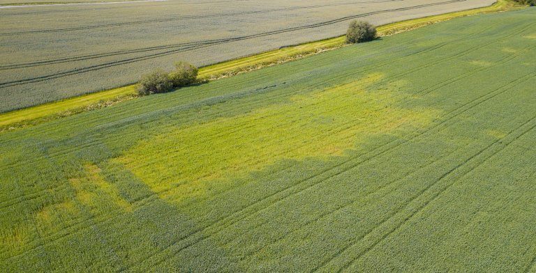 Skader forårsaket av havrecystenematode. Dersom man vet at man har havrecystenematoder i åkeren, bør man velge vekster eller sorter som er dårlige vertsplanter. Foto: Erling Fløistad
