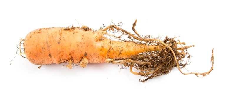 Nematodeskade på gulrot: Produksjon av tidlig gulrot har til dels store problemer med skader av rotgallnematode. Foto: Erling Fløistad