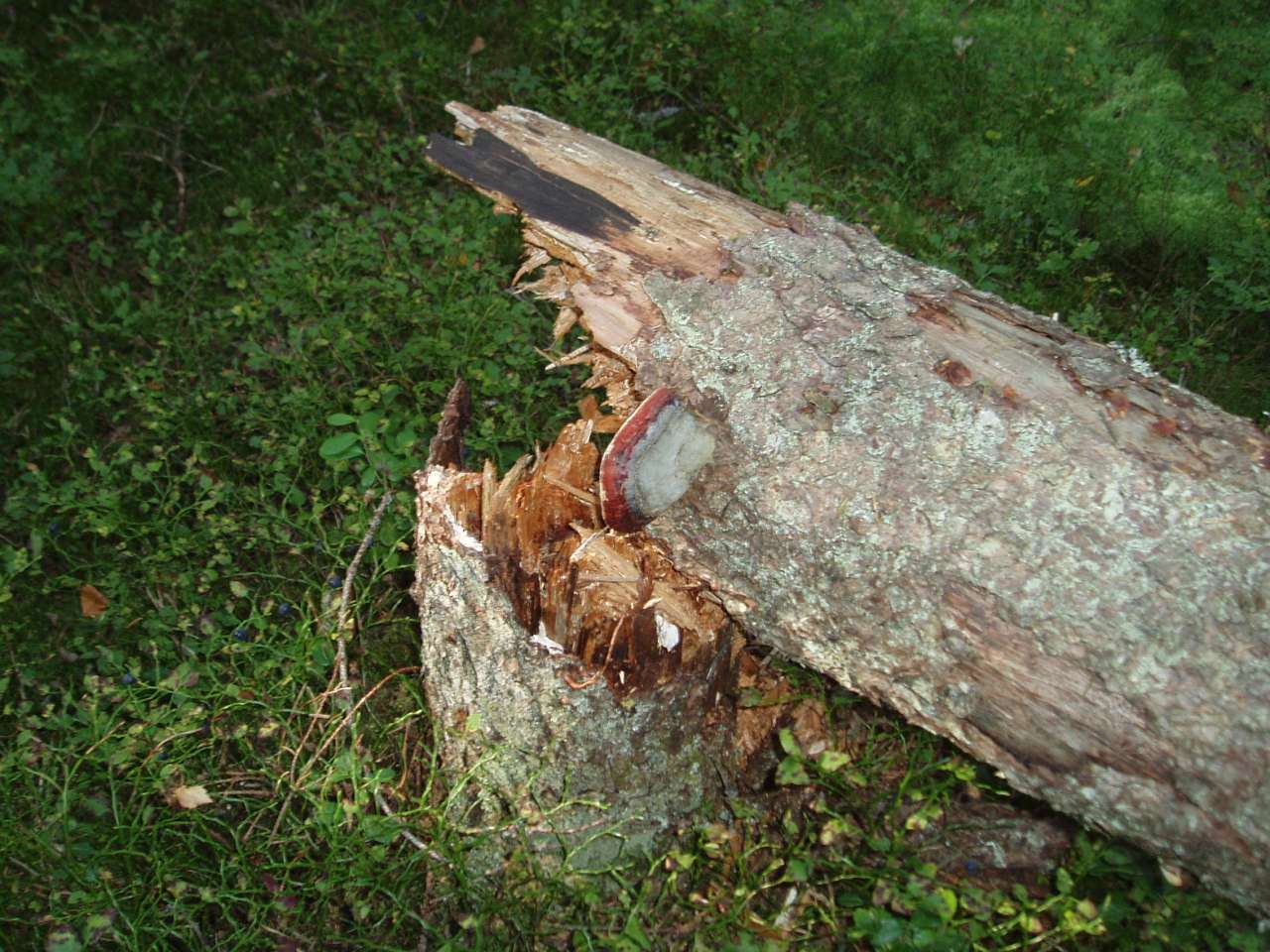 Brunråte - Fotograf Volkmar Timmermann - NIBIO