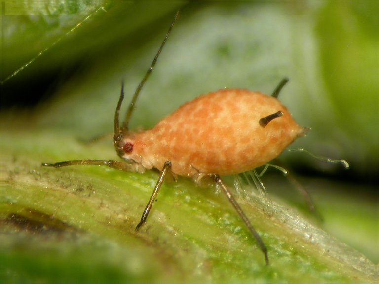 Pandora neoaphidis infisert kornbladlus i hvete. K.Westrum