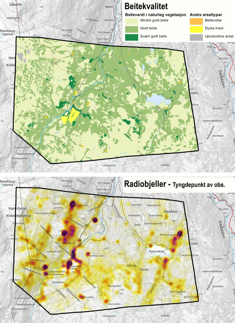 Beitekvalitet avleda fra vegetasjonskart (øverst). Tyngdepunkt av GPS-signal fra e-bjeller (nederst) Kartutsnittet viser at sauene har oppholdt seg mest i de områdene der det har blitt registrert best beitekvalitet. Det er stor forskjell på lammas tilvekst i gode og mindre gode beiteområder.