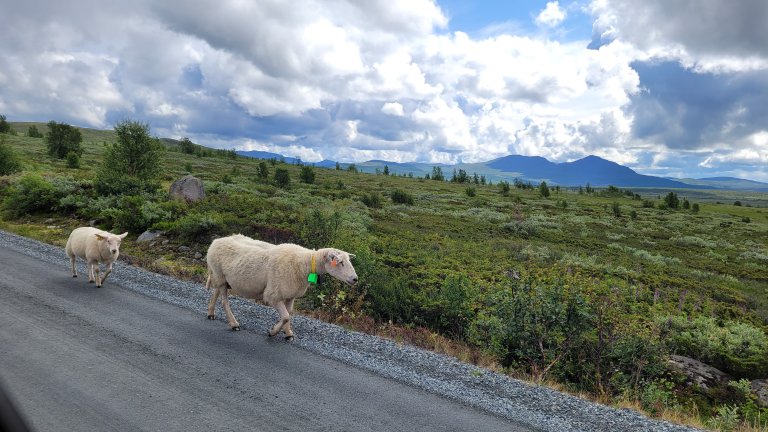 Søye med lam vandrer langs Jotunheimveien, Nord-Fron, Innlandet. Foto: Morten Günther