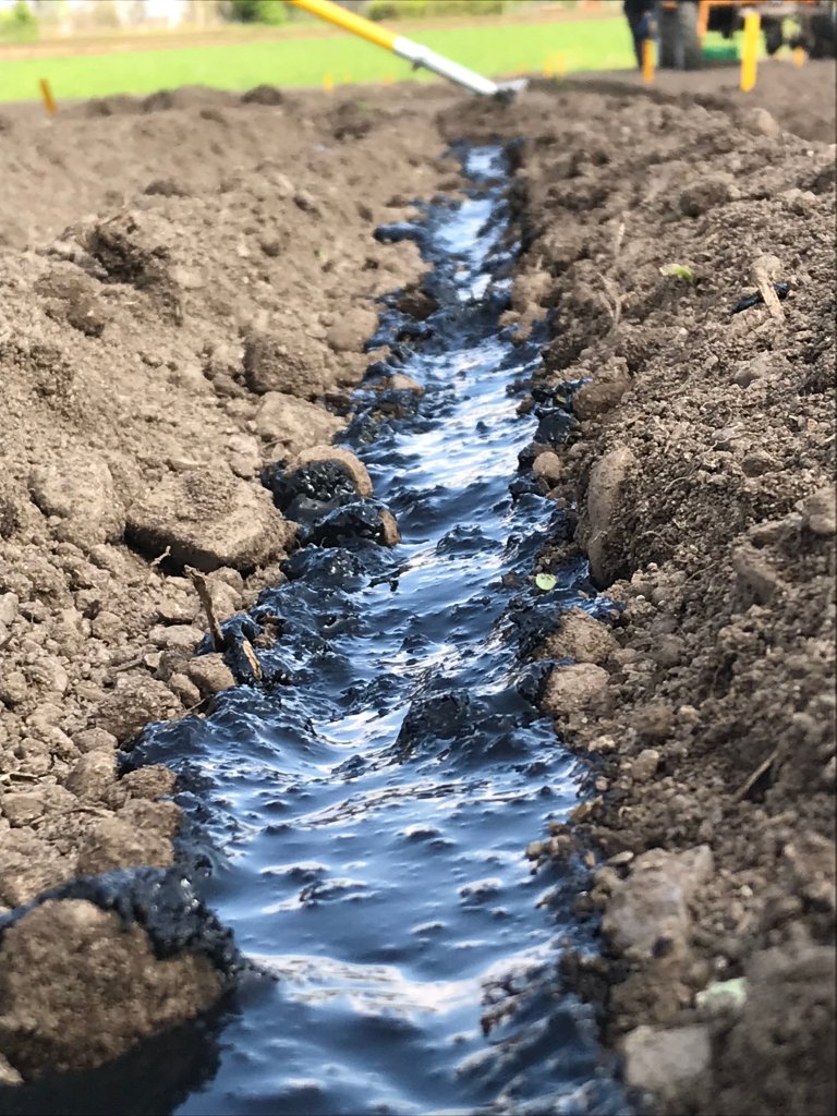 biochar and digesate strips.jpg