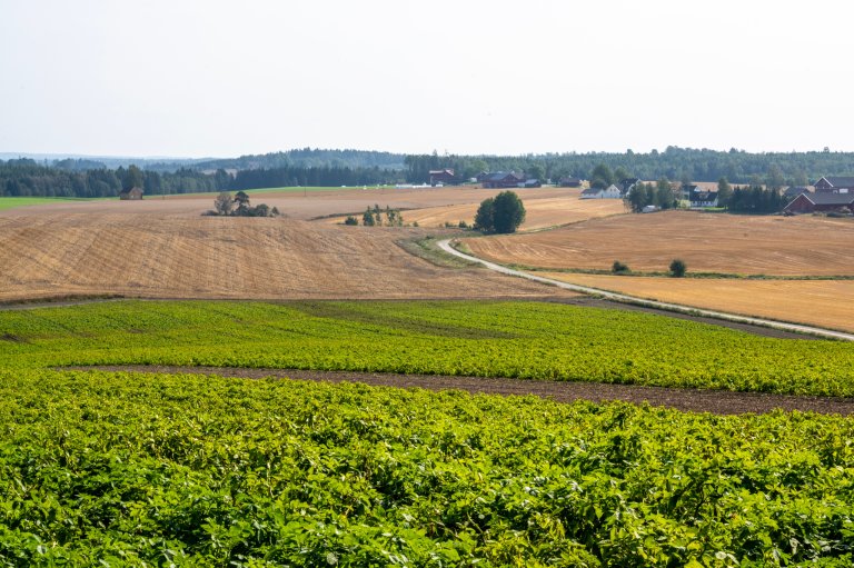 Forfatterne av rapporten tror en utvikling mot et mer industrielt drevet grønnsaksproduksjon med stort økonomisk utbytte på små arealer vil kreve nye metoder for å begrense næringsstoffutslipp. Foto: Erling Fløistad