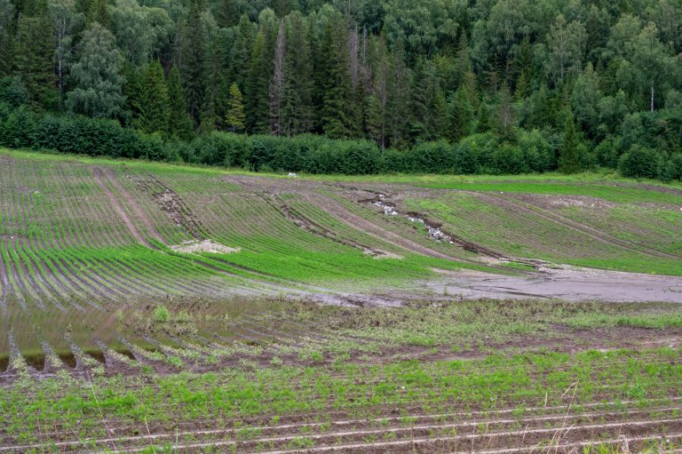 Erosjonsskader i en gulrotåker nord for Dokka etter ekstremværet Hans, 7.-9. august 2023. Foto: Erling Fløistad