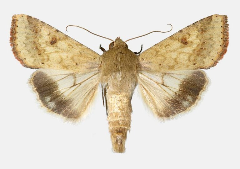 Helicoverpa armigera_L.jpg