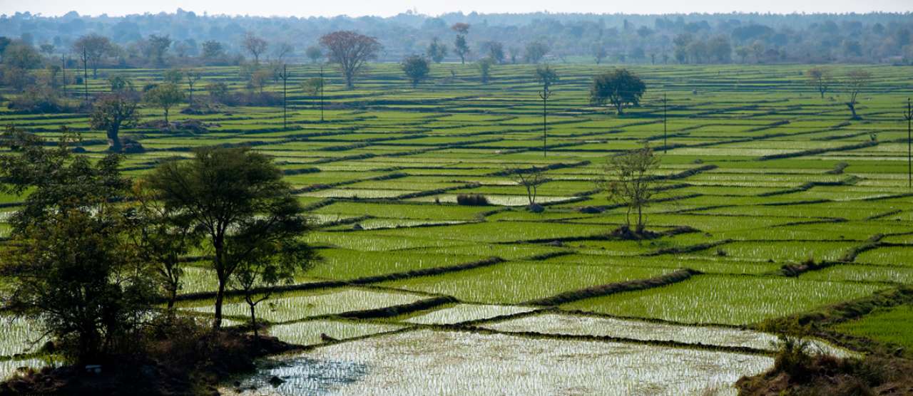 Ricefield2_RVP_cropped.jpg