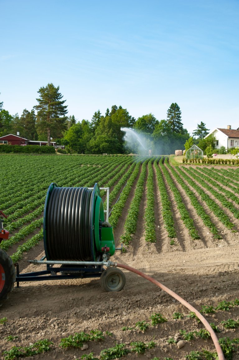 I fjor var eit forferdeleg år for tørrote i Trøndelag og Midt Noreg, men det gjekk greitt på Austlandet. Dette varierer veldig frå sesong til sesong, er det ein blaut sommar kan det bli eit stort problem.  Foto: Erling Fløistad