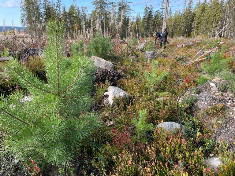 Det er tydelige forskjeller på furuplantenes vekst etter markberedning. Til høyre står planter som vokste opp der det hverken ble utført markberedning eller gjødslet. De er mye mindre av vekst. Foto: Kjersti Holt Hanssen, NIBIO