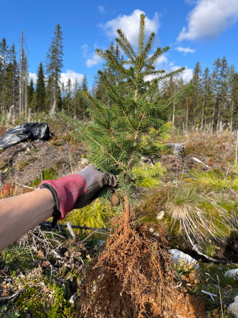 Arginingjødsling ga i snitt tre centimeter høyere granplanter etter tre sesonger, mens det for furu ikke var noen signifikant effekt av arginin i dette forsøket – hverken på høyde eller diameter. Foto: Kjersti Holt Hanssen, NIBIO