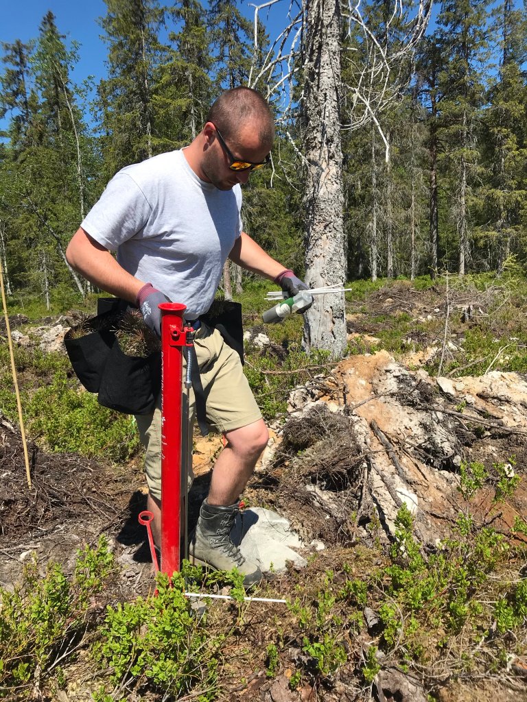 Gjødsla slippes ned i planterøret ved plantingen. På bildet er Bernt Bjørnstad, tidligere ansatt i Glommen Mjøsen Skog, i sving på forsøksfeltet våren 2021. Foto: Kjersti Holt Hanssen, NIBIO