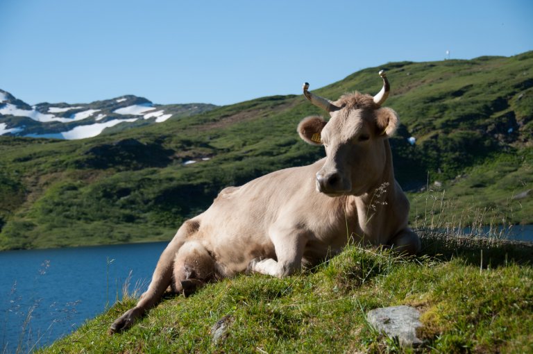 _DSC8726 A Rehnberg-Norsk genressurssenter150820cropped.jpg