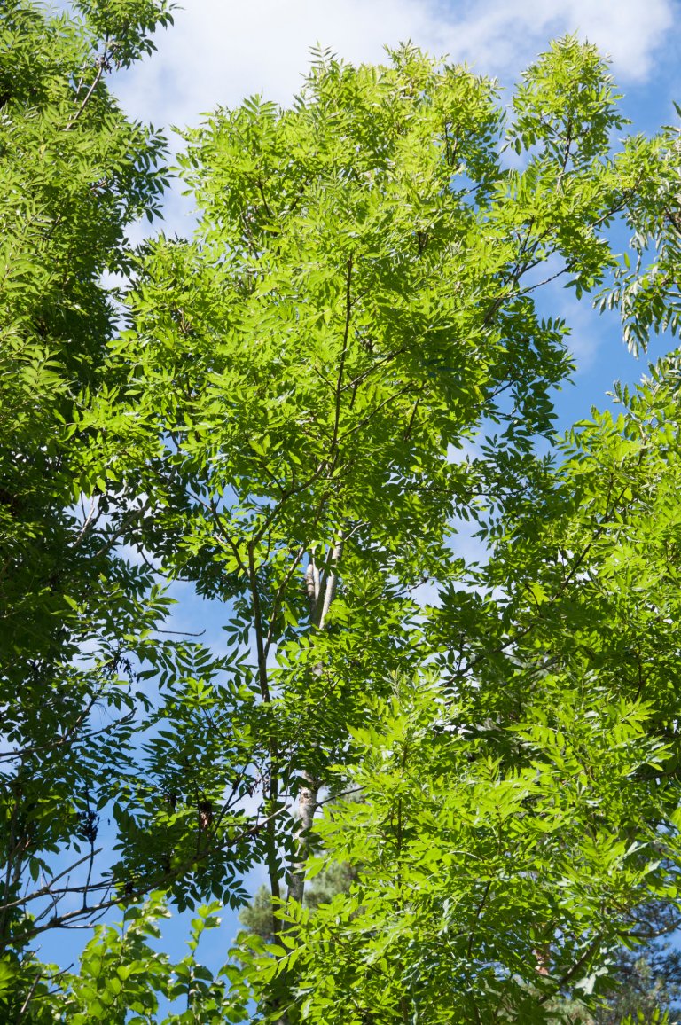 2-Et friskt og frodig asketre - Foto Volkmar Timmermann - NIBIO - 20130815_TIV_0466.jpg