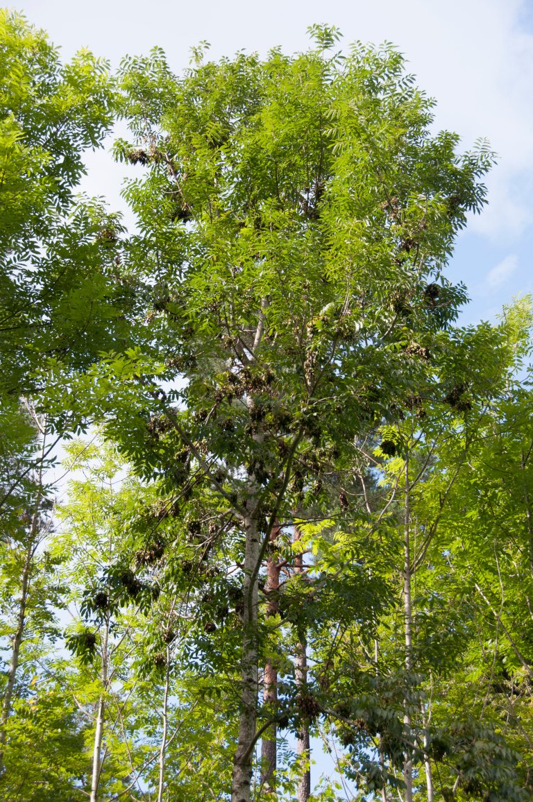 4-tre med mye frøsetting - Foto Volkmar Timmermann - NIBIO - 20110817_0505.jpg