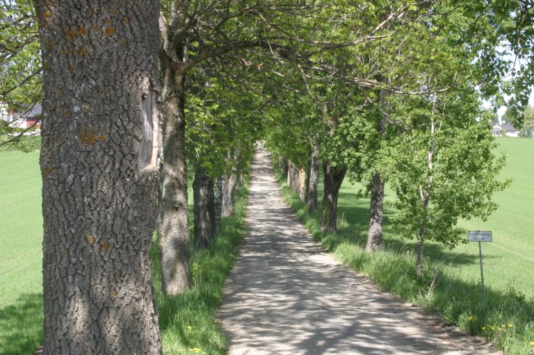 Ask er ein viktig del av naturen og landskapet, og mange artar er avhengige av ask for å overleve. Tapet av ask påverkar andre artar, landskapsbiletet og kulturmiljø, som allear og kyrkjegardar der det står mykje ask. Foto: Karine Bogsti, NIBIO