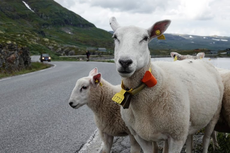 ​  Sau med Findmy-bjelle vandrer langs Jotunheimveien, Nord-Fron, Innlandet. Foto: Morten Günther  ​