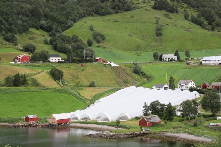 Dyrking av bringebær i tunnel i Kvæfjord, Troms. Foto: NIBIO