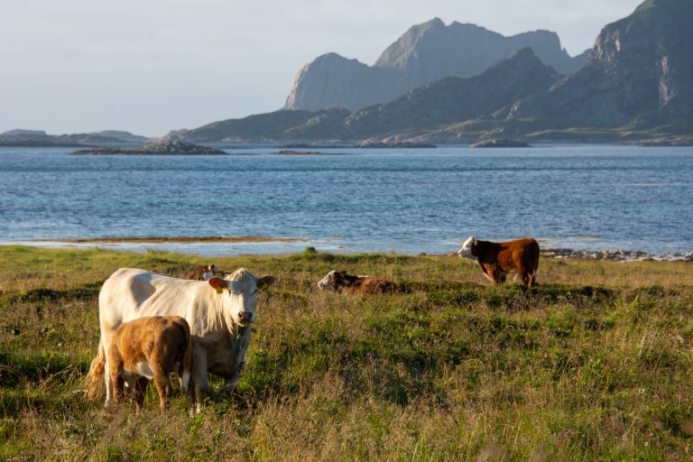 Det er store utmarksbeiteressursar i Nord-Noreg. Foto: Morten Günther