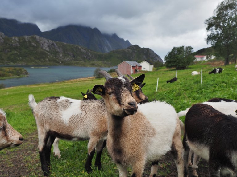 Troms er landets største geitefylke. Foto: Ulrika Bayr