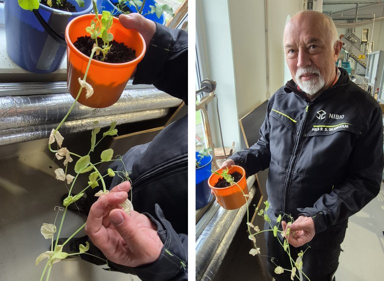En av margertene fra Gyl har spirt og ser ut til å trives i potten sin. Hvis denne planten setter frø i løpet av sommeren, har forskerne trolig berget en sort som ellers ville ha forsvunnet for alltid. Foto: Morten Günther