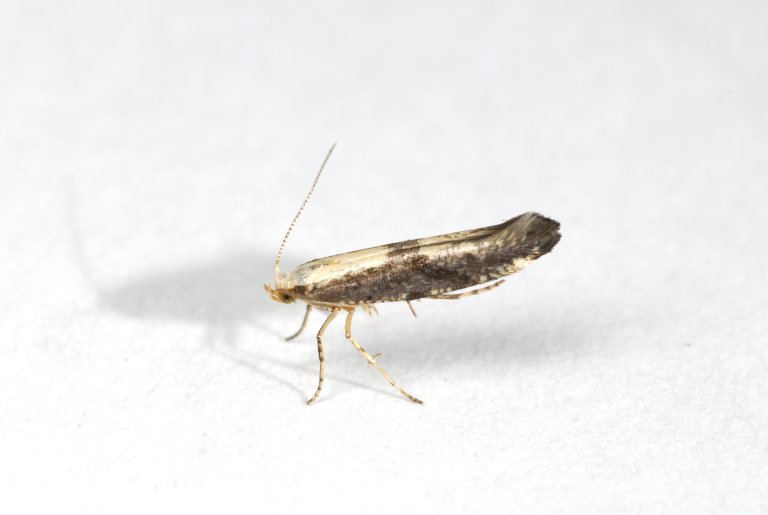 Rognebærmøll (Argyresthia conjugella). Foto: Erling Fløistad