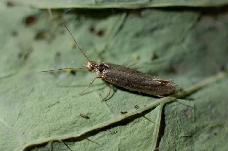 Voksen kålmøll (Plutella xylostella). Foto: Erling Fløistad