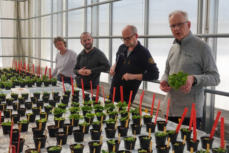 Trond Knapp Haraldsen demonstrerer potteforsøk med ulike jordblandinger til petunia i veksthuset ved NIBIO Apelsvoll. Ikke alle blandinger gir like god vekst. Foto: Morten Günther