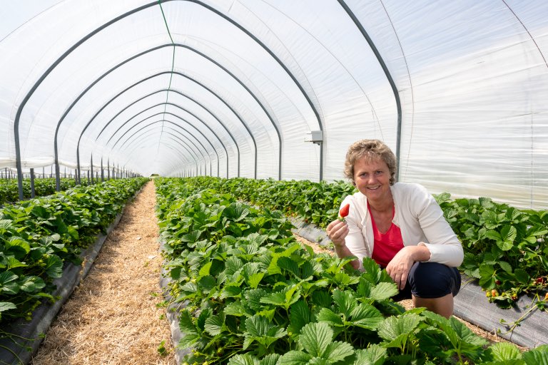 Prosjektleder for SUBTECH-prosjektene i NIBIO, Anita Sønsteby, kan forsikre at jordbær i plasthus kan dyrkes uten å bruke torv. Foto: Erling Fløistad